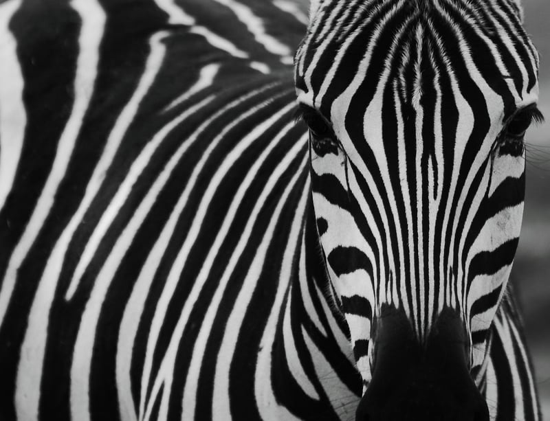 Zebra in the wild